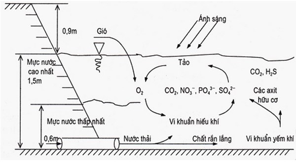 Hồ sinh học tự nhiên