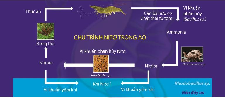 Chế phẩm sinh học