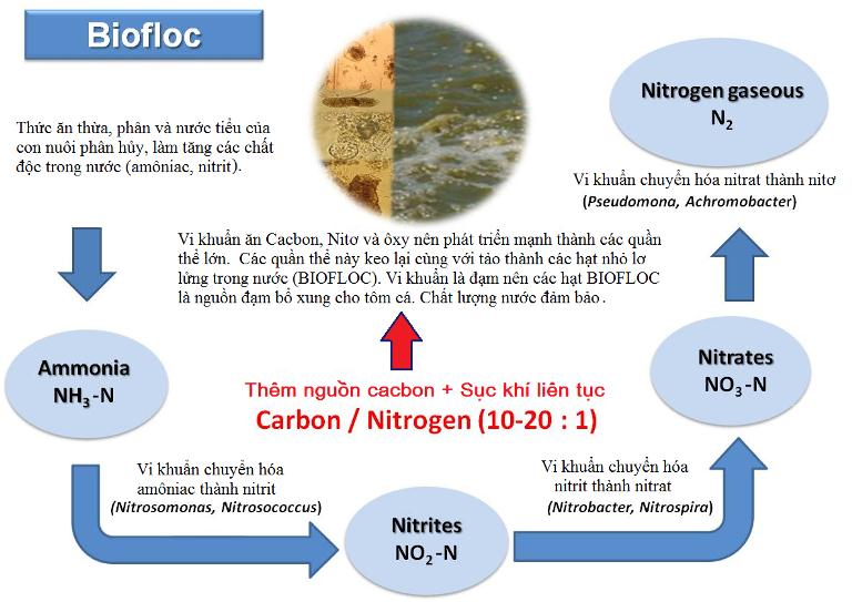 Công nghệ Biofloc