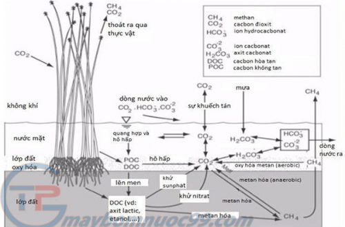 Chu trình Carbon trong đất ngập nước