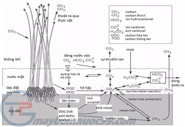 Cơ chế xử lý ô nhiễm của đất ngập nước - Thuận Phú Group