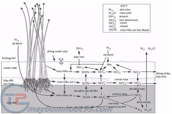 Cơ chế xử lý ô nhiễm của đất ngập nước - Thuận Phú Group