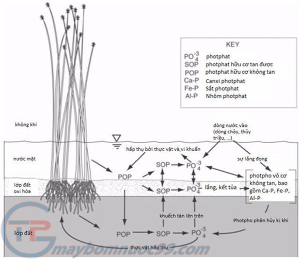 Chu trình photpho trong đất ngập nước
