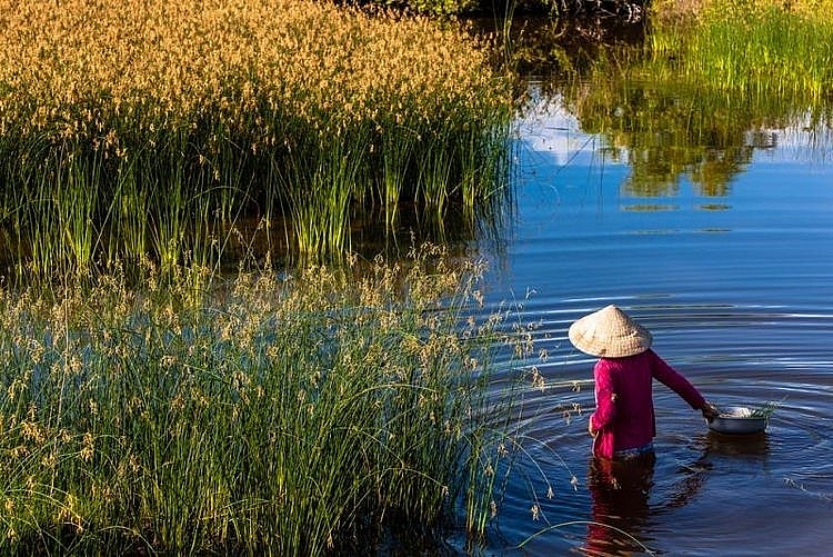 Đất Ngập Nước là gì? Vai Trò, Tầm Quan Trọng và Bảo Vệ Hệ Sinh Thái Đất Ngập Nước