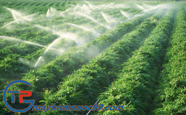 Máy bơm nước nông nghiệp cây trồng